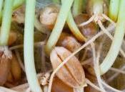 L’Office européen brevets admet brevetabilité variétés végétales