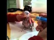 Sauvetage d'une jeune perruche Grand Alexandre nourrissage main