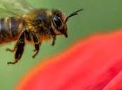 abeilles bourdons bien mais aussi papillons,syrphes