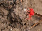 L'acarien rouge, minuscule mais rouge...