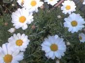 Bouture Anthémis fleur