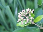 Viburnum très parfumé