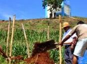 Salvador bannit Roundup Monsanto connaît récoltes records