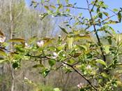 Cydonia pseudocydonia