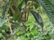 Eriobotrya japonica, porte-greffe