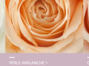 roses Avalanche font