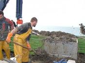 Mytiliculture profession qui-vive