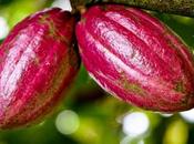 Touton S.A. lance usine transformation cacao Ghana