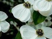 arbre grandes fleurs blanches: cornouiller nuttal