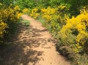 Promenade dans genêts Forez