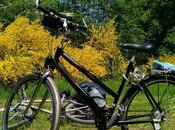 Rambouillet, vélo dans forêt.
