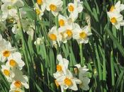 Divers jardin blanc bleu