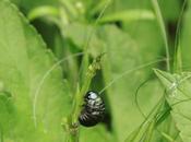 larve chrysomèle noire