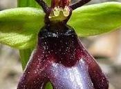 Encore orchidées