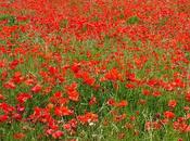 ♡Les coquelicots♡