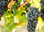 consommateurs boostent verdissement vigne