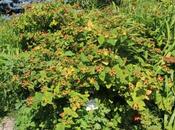 Hypericum androsaemum