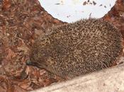 croquettes pour chat