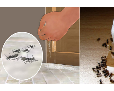 Comment éliminer à jamais les fourmis! (SANS UTILISER INSECTICIDE)