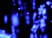 clip jour Friendly Birds Laetitia Shériff