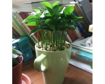 Planter des graines de citron pour parfumer votre intérieur