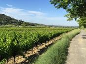 Vignes pré-estivales gardoises