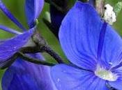 Veronica teucrium (Véronique germandrée)