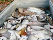 Plus d'une tonne poissons morts