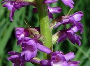 Gymnadenia odoratissima (Orchis odorant)