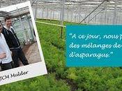 culture unique hectares, l'Asparagus