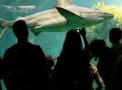 L'Aquarium Rochelle plébiscité site Trip Advisor