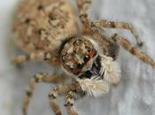araignée sauteuse palpes plumeux