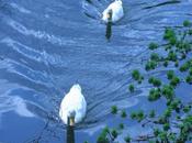 canards Marnay Seine