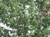 Asimina triloba Marnay