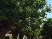 l'abattage arbres place Rochelle