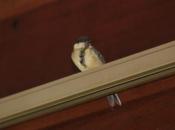 maintenant charbonnière