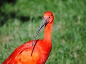 {animal semaine} L'ibis rouge.