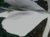 Sansonnets, cygne l'envers.... Cent sonnets insignes allant vers... Pierre THIRY