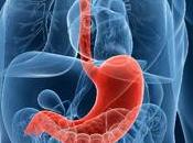 EXCÈS GRAISSES perturbe communications entre microbiote intestinal cerveau SSIB