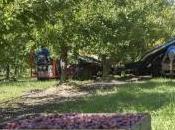 filière Pruneau d'Agen développe