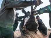 Afrique périlleuse lutte contre braconnage