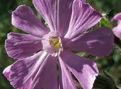 Silene dioica (Silène dioïque, Compagnon rouge)