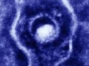HERPÈS: Avancée vers test vaccin universels Journal Virology