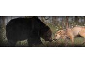 amitié incroyable entre loup ours révélée photographe