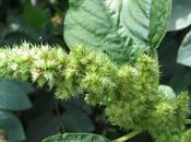 Véritable arme Divine, l’Amarante fera rire Monsanto!