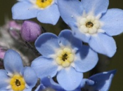 myosotis communique avec insectes grâce couleur ....