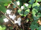 cyclamen nouveau arrivé