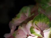 Ajisai, hydrangea, hortensia quand l'eau devient fleur