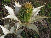 Panicaut géant, plante obsidionale