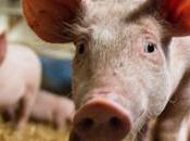 Crise porc l'alternative dans Vienne